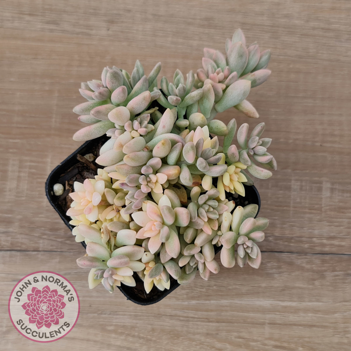 Graptopetalum mendozae 'Mirinae' variegata