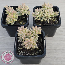 Load image into Gallery viewer, Graptopetalum mendozae 'Mirinae' variegata

