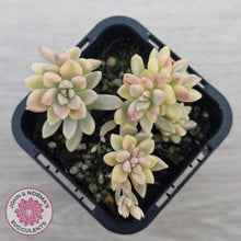 Load image into Gallery viewer, Graptopetalum mendozae 'Mirinae' variegata
