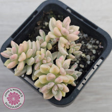 Load image into Gallery viewer, Graptopetalum mendozae 'Mirinae' variegata
