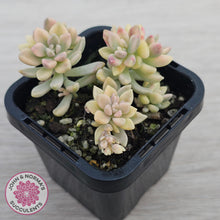 Load image into Gallery viewer, Graptopetalum mendozae 'Mirinae' variegata
