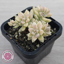 Load image into Gallery viewer, Graptopetalum mendozae 'Mirinae' variegata
