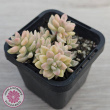 Load image into Gallery viewer, Graptopetalum mendozae 'Mirinae' variegata

