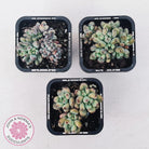 Graptopetalum pachyphyllum