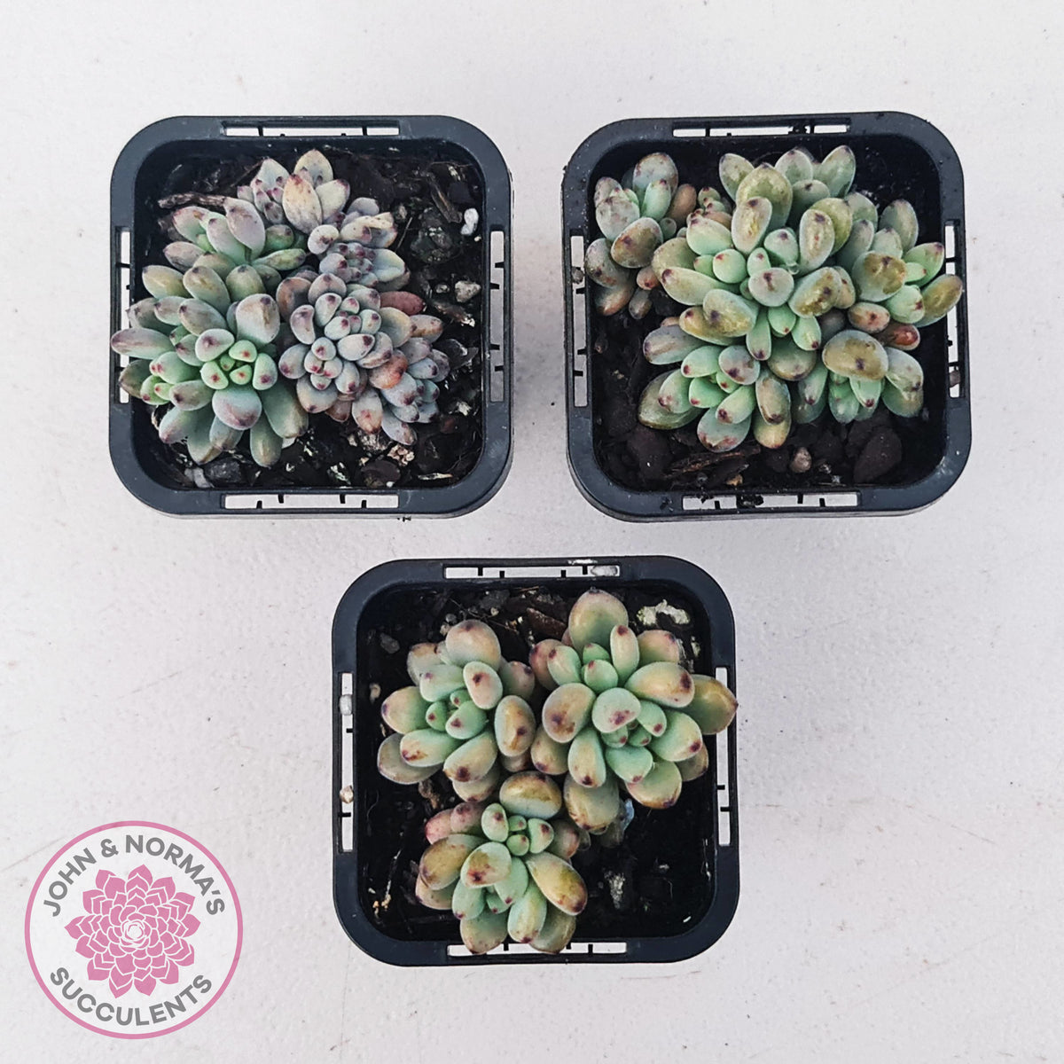 Graptopetalum pachyphyllum
