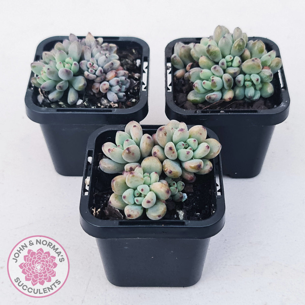 Graptopetalum pachyphyllum