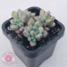 Graptopetalum pachyphyllum