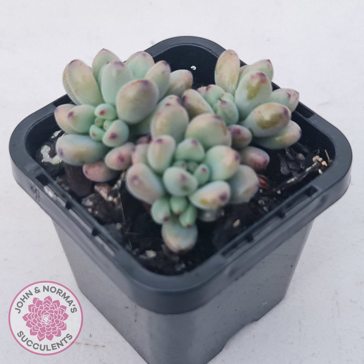 Graptopetalum pachyphyllum