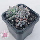 Graptopetalum pachyphyllum