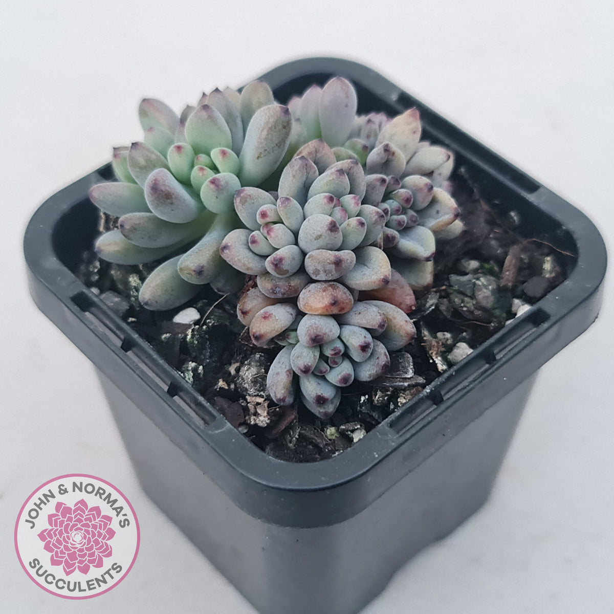 Graptopetalum pachyphyllum