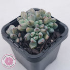 Graptopetalum pachyphyllum