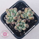 Graptopetalum pachyphyllum