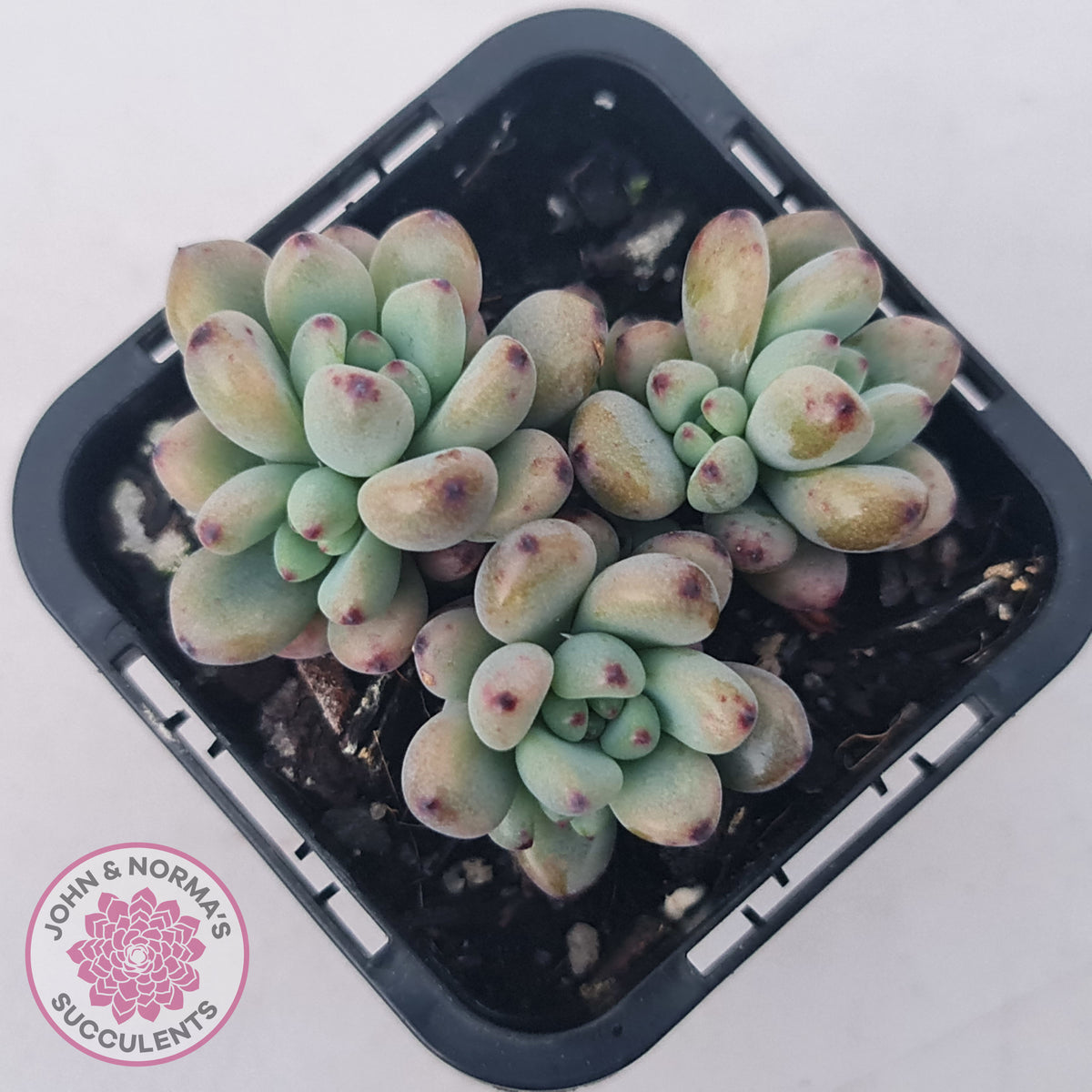 Graptopetalum pachyphyllum