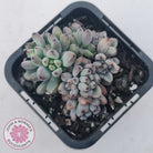 Graptopetalum pachyphyllum