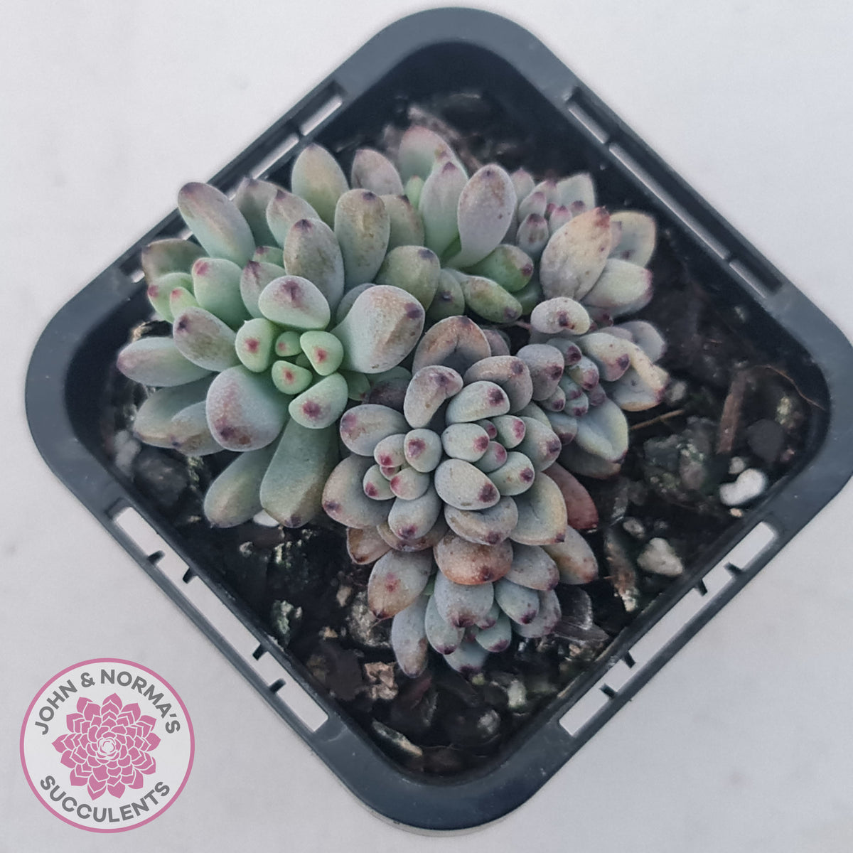 Graptopetalum pachyphyllum