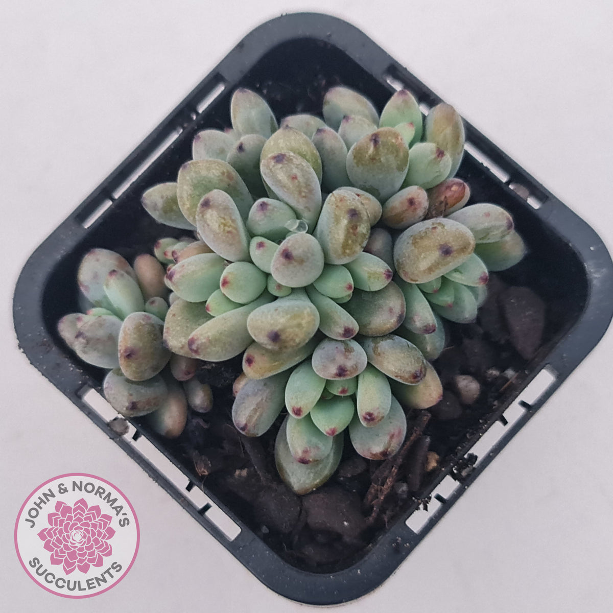 Graptopetalum pachyphyllum