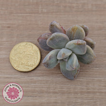 Load image into Gallery viewer, Graptopetalum paraguayense ssp. bernalense Monstrose - Cutting
