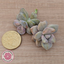 Load image into Gallery viewer, Graptopetalum paraguayense ssp. bernalense Monstrose - Cutting
