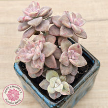 Load image into Gallery viewer, Graptopetalum paraguayense ssp. bernalense Monstrose - Cutting
