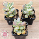 Graptopetalum paraguayense ssp. bernalense Monstrose