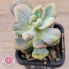 Graptopetalum paraguayense ssp. bernalense Monstrose