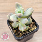 Graptopetalum paraguayense ssp. bernalense Monstrose
