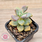 Graptopetalum paraguayense ssp. bernalense Monstrose