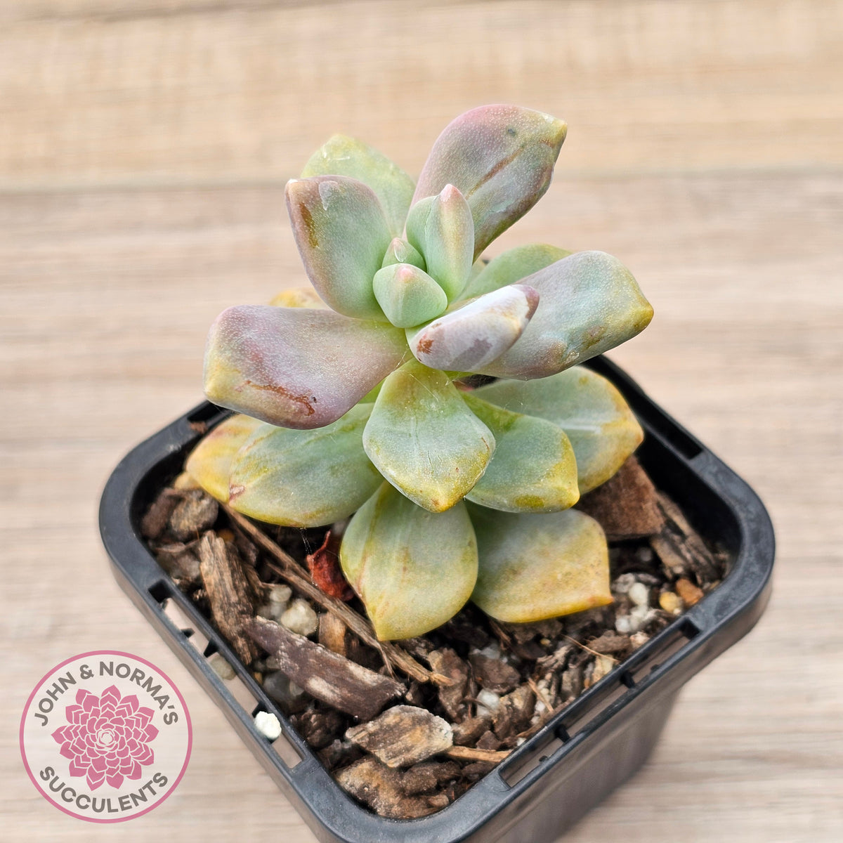Graptopetalum paraguayense ssp. bernalense Monstrose