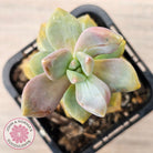 Graptopetalum paraguayense ssp. bernalense Monstrose