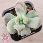 Graptopetalum paraguayense ssp. bernalense Monstrose