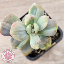 Load image into Gallery viewer, Graptopetalum paraguayense ssp. bernalense Monstrose
