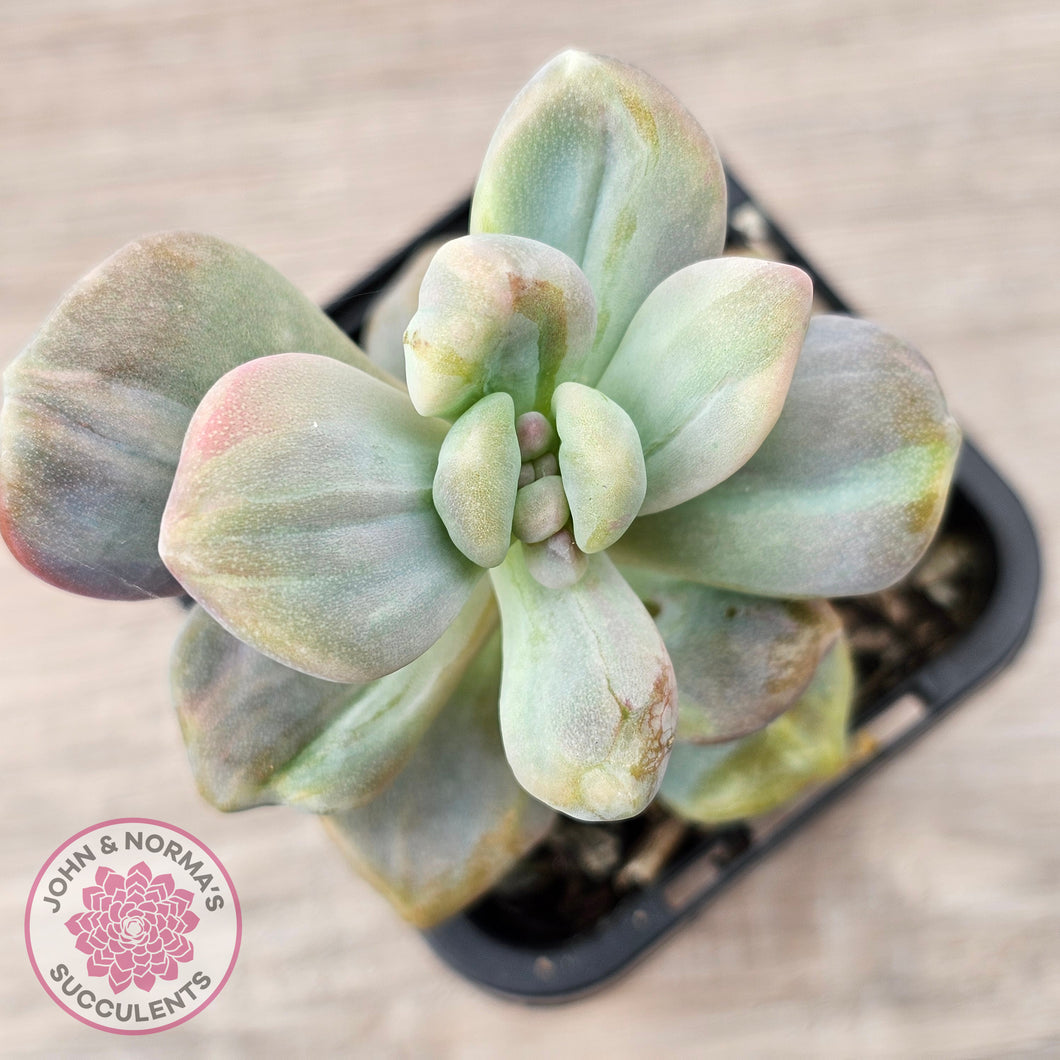 Graptopetalum paraguayense ssp. bernalense Monstrose