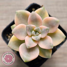 Graptopetalum paraguayense ssp. bernalense variegated