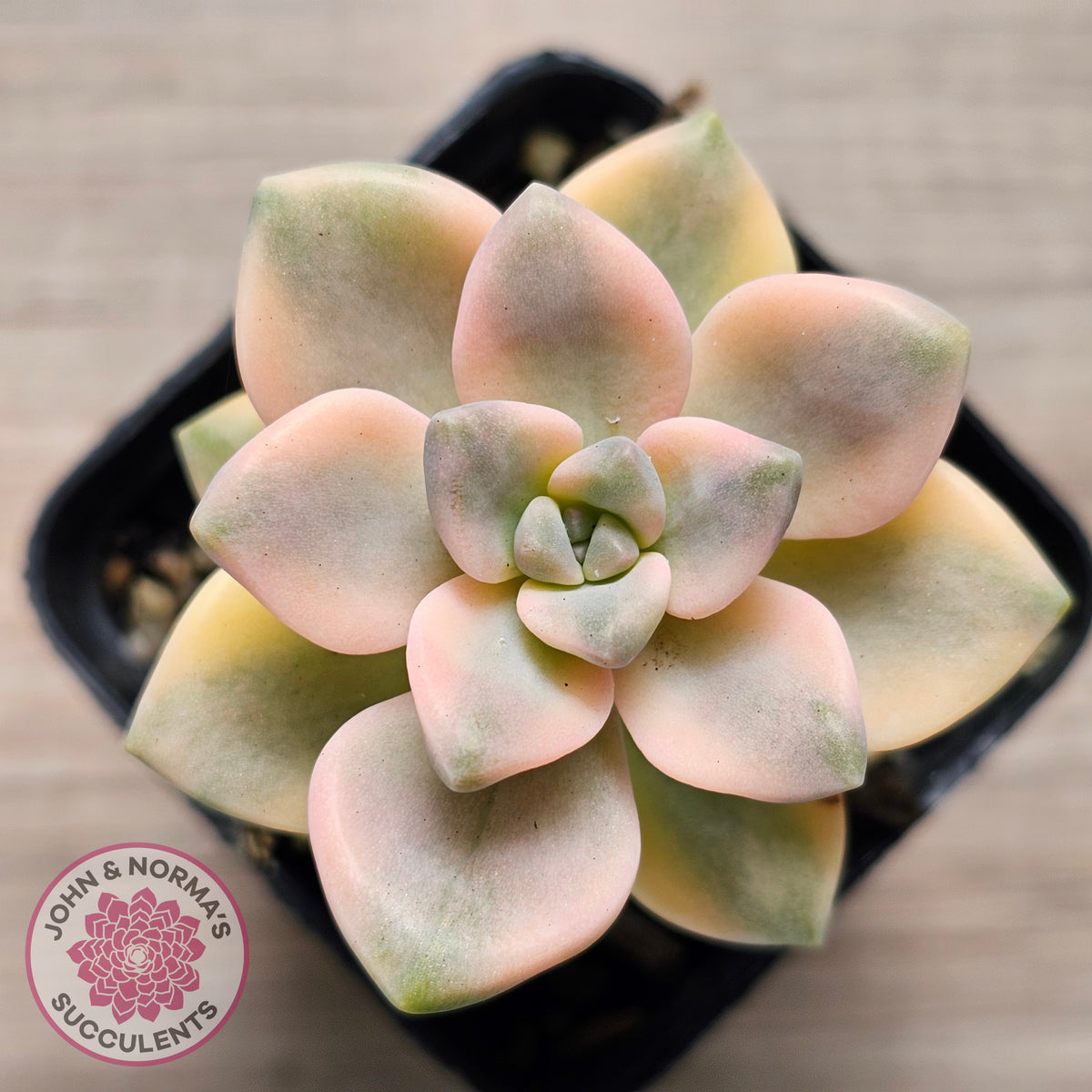 Graptopetalum paraguayense ssp. bernalense variegated