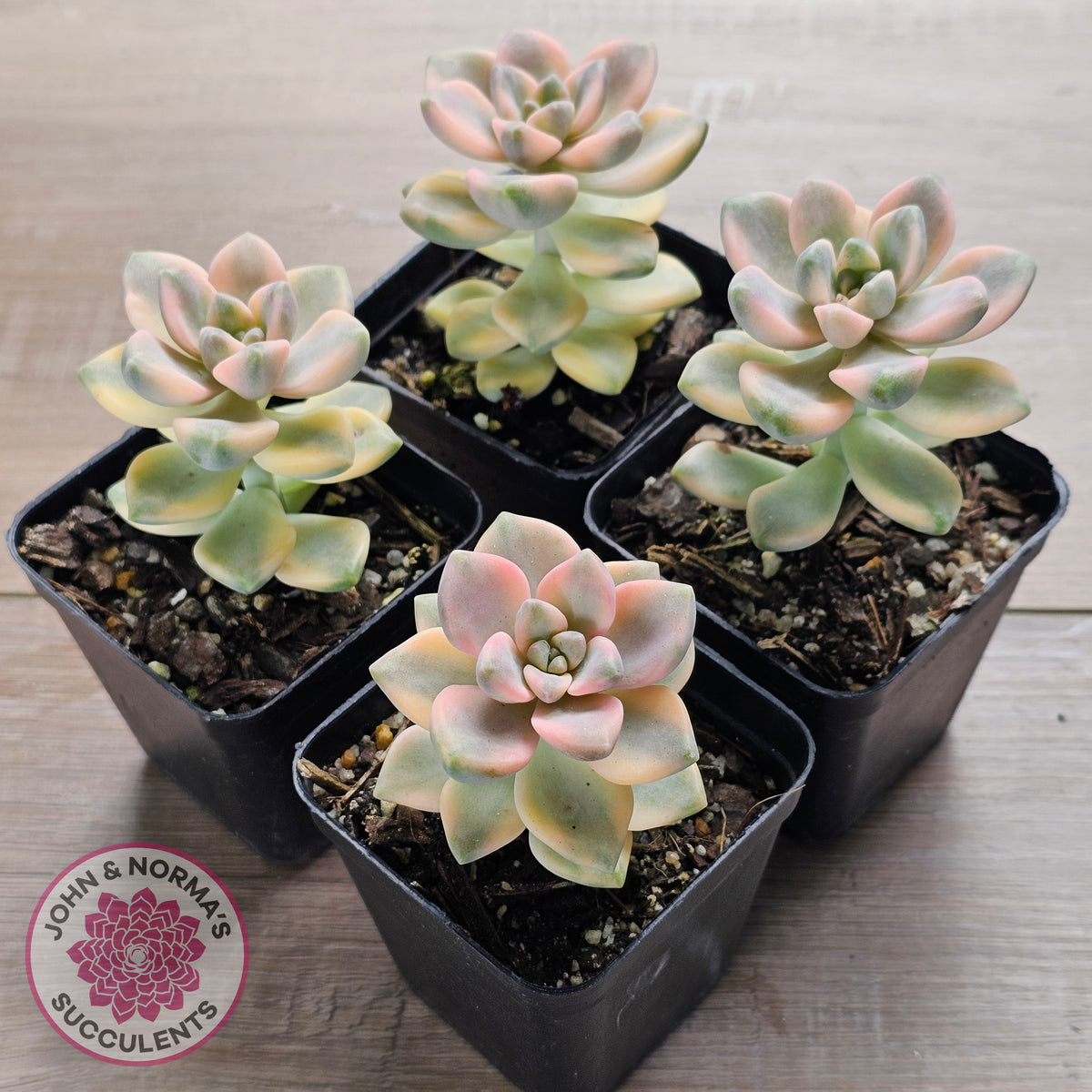 Graptopetalum paraguayense ssp. bernalense variegated