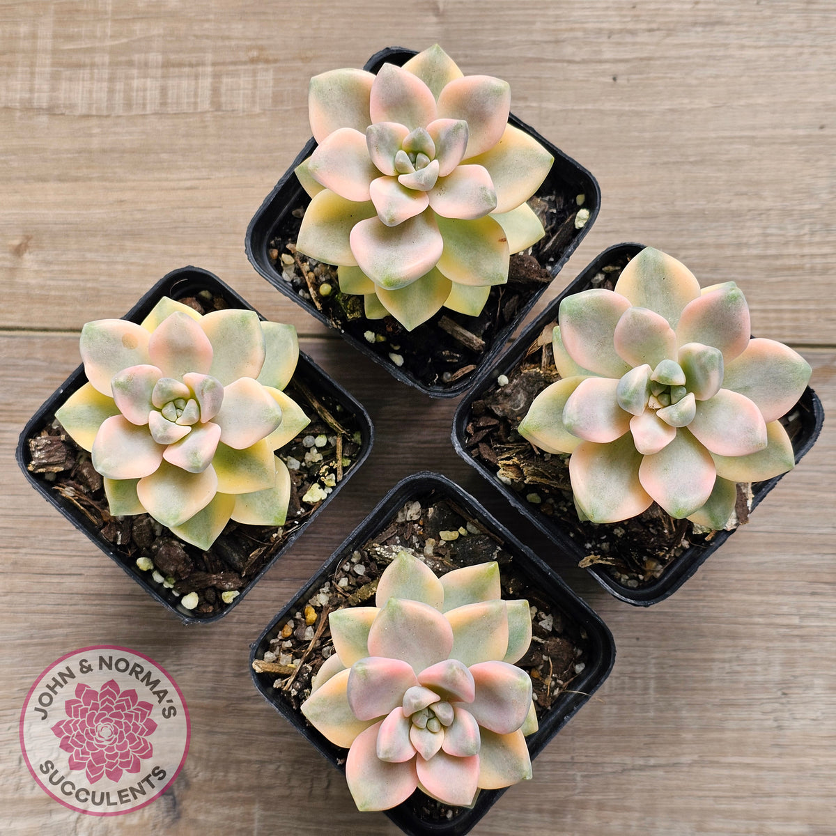 Graptopetalum paraguayense ssp. bernalense variegated