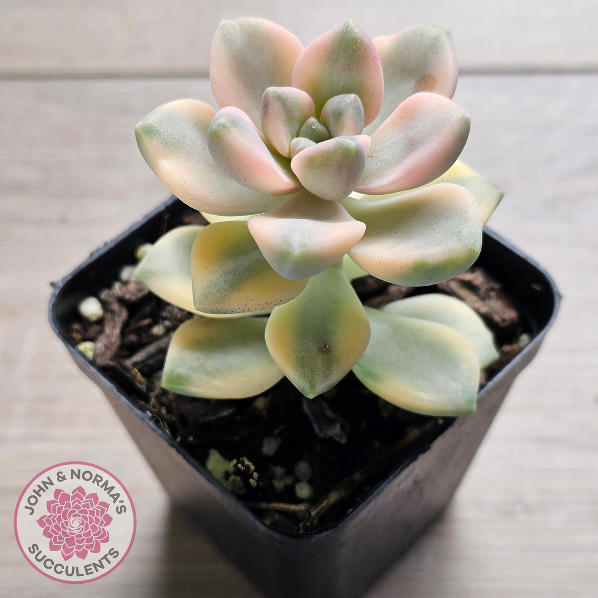 Graptopetalum paraguayense ssp. bernalense variegated