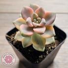 Graptopetalum paraguayense ssp. bernalense variegated