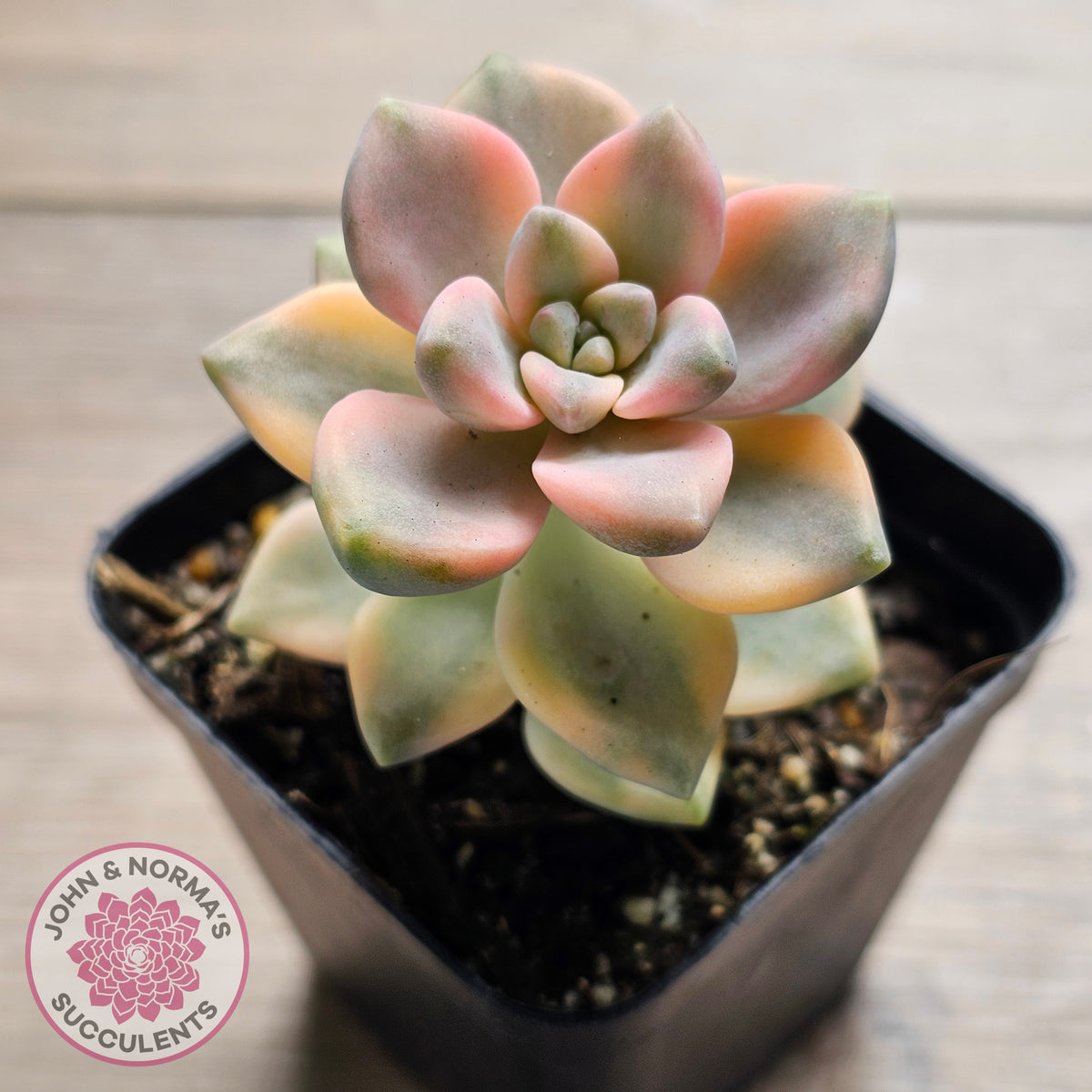 Graptopetalum paraguayense ssp. bernalense variegated