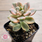 Graptopetalum paraguayense ssp. bernalense variegated