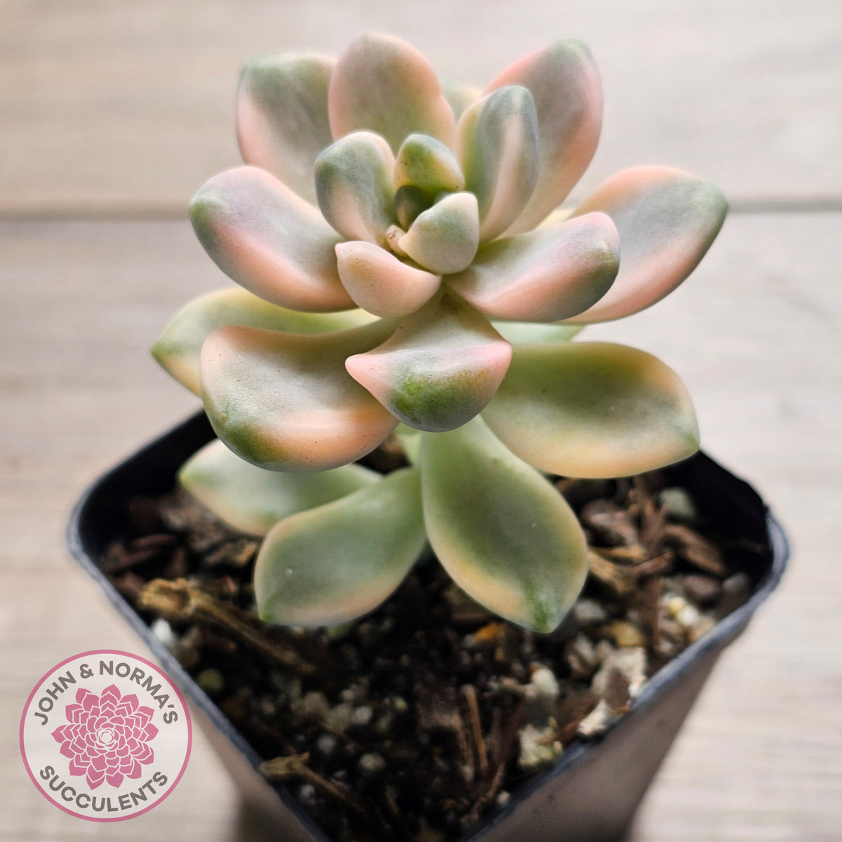 Graptopetalum paraguayense ssp. bernalense variegated