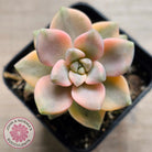 Graptopetalum paraguayense ssp. bernalense variegated