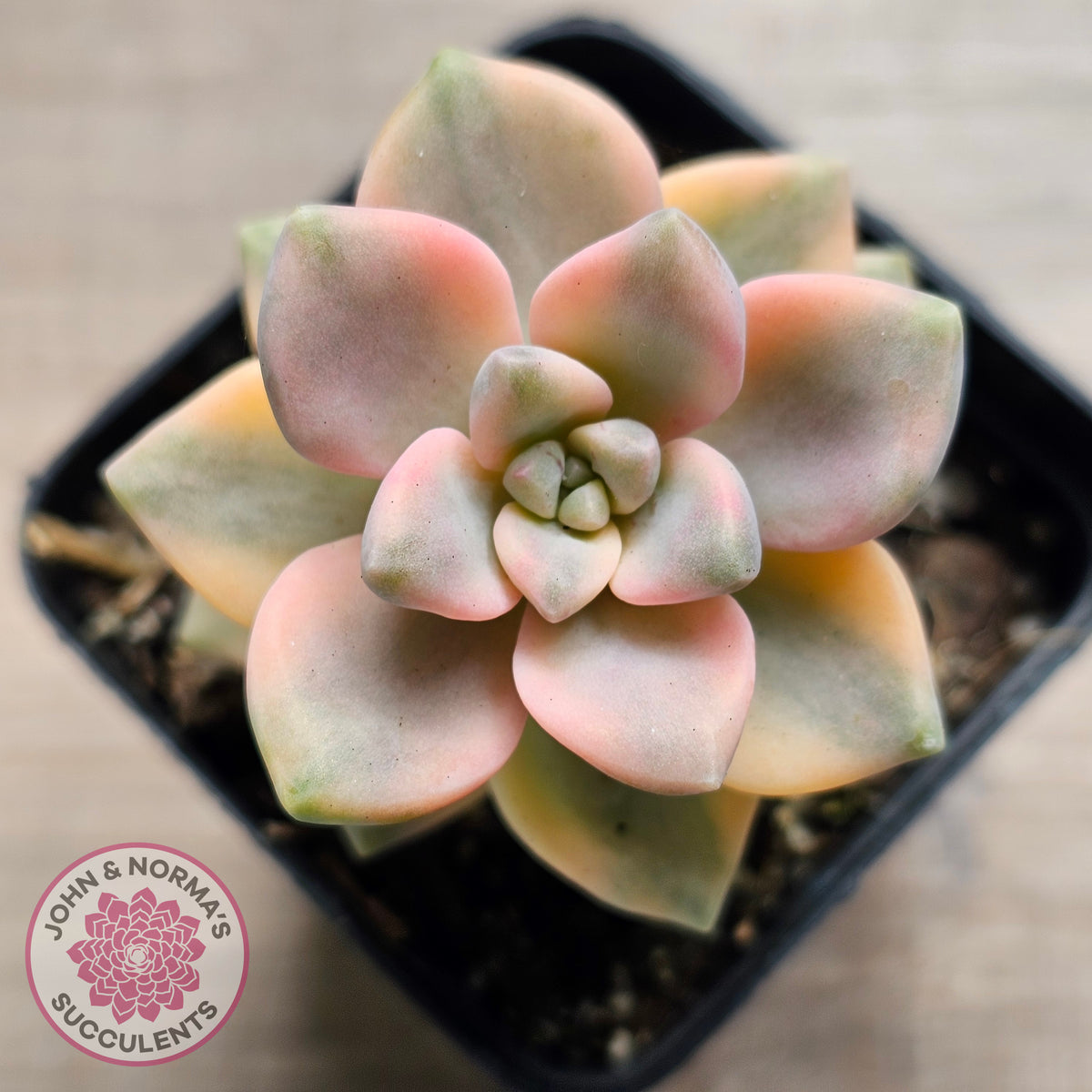 Graptopetalum paraguayense ssp. bernalense variegated