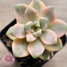 Graptopetalum paraguayense ssp. bernalense variegated
