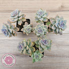 Graptopetalum paraguayense ssp. bernalense