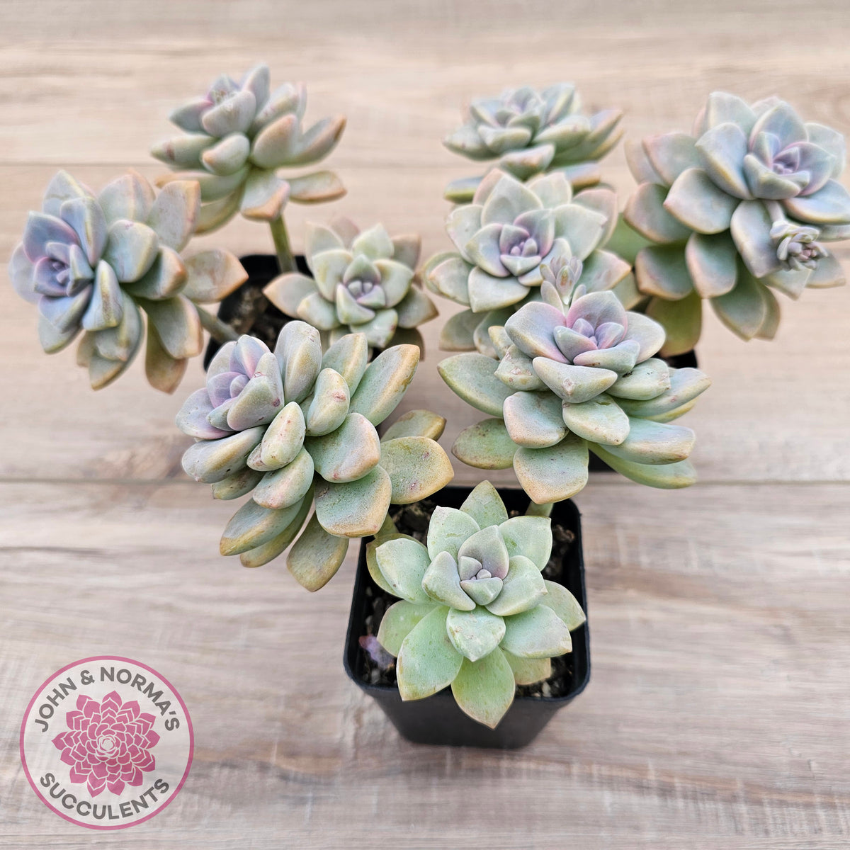 Graptopetalum paraguayense ssp. bernalense