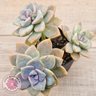 Graptopetalum paraguayense ssp. bernalense