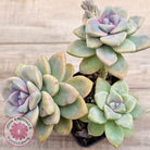 Graptopetalum paraguayense ssp. bernalense