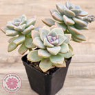 Graptopetalum paraguayense ssp. bernalense