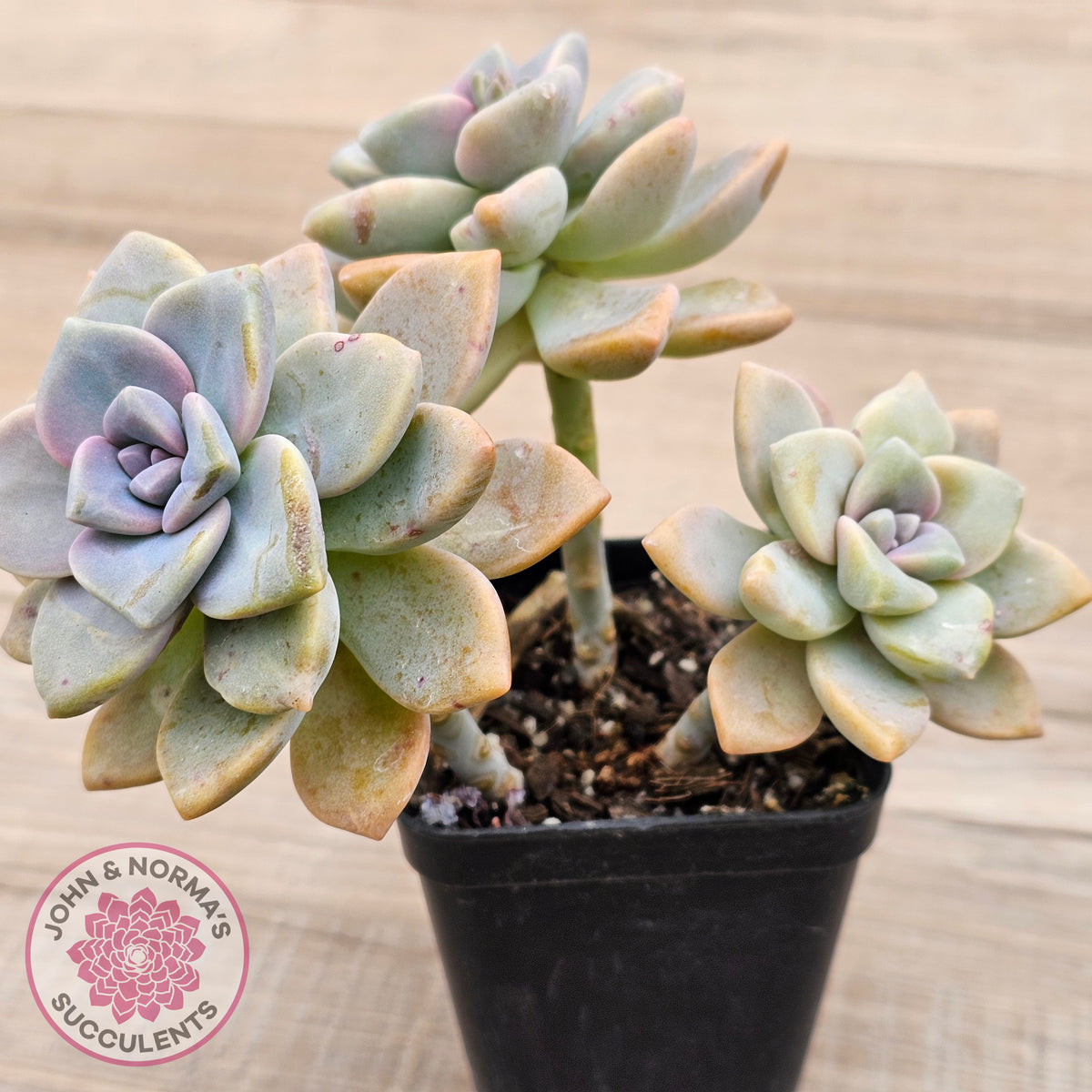Graptopetalum paraguayense ssp. bernalense